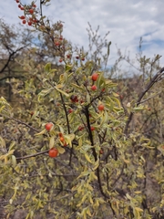 Lycium berlandieri