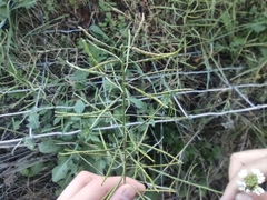 Diplotaxis erucoides