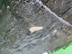 Aeolidia