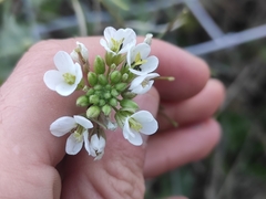 Diplotaxis erucoides