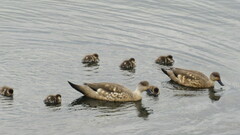 Lophonetta specularioides