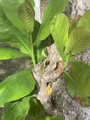 Anolis bimaculatus