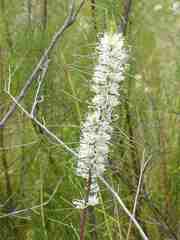 Hakea teretifolia