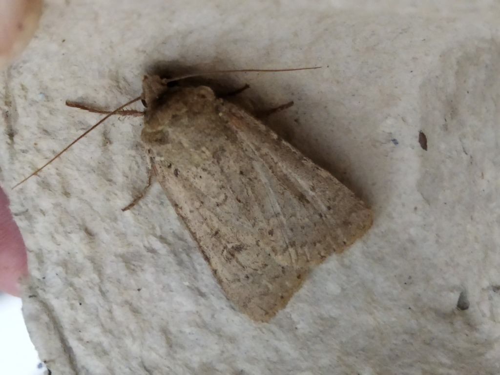 Xestia cohaesa