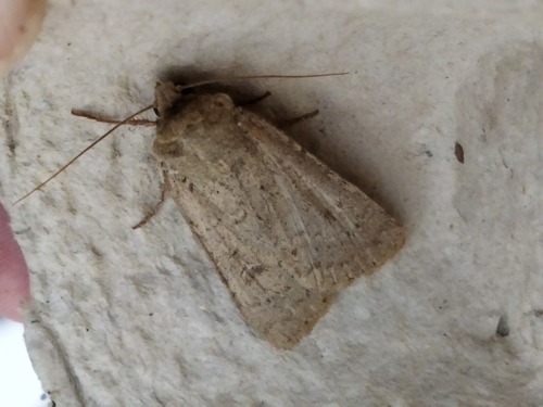 Xestia cohaesa