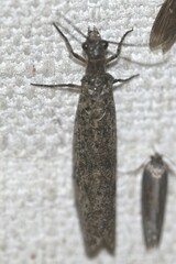 Corydalidae