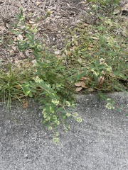 Euphorbia lasiocarpa