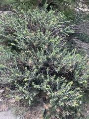 Ericameria discoidea