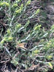 Ericameria discoidea