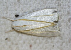 Cryptophasa flavolineata