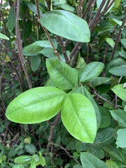 Wrightia antidysenterica