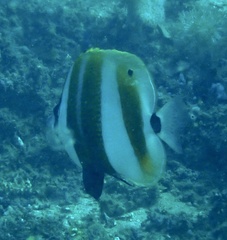 Coradion chrysozonus