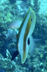 Coradion chrysozonus