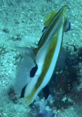 Coradion chrysozonus