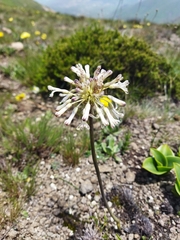 Drimia sphaerocephala