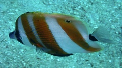 Coradion chrysozonus