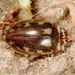 Platambus maculatus