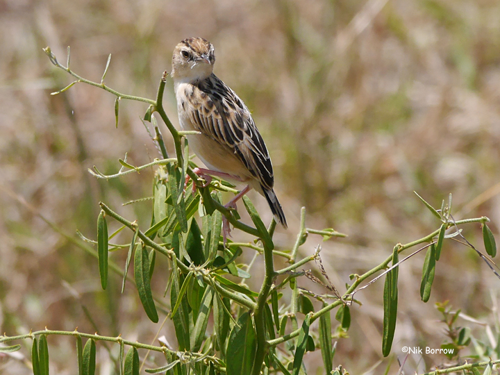 Pectoral-patch Cisticola (Cisticola brunnescens) photo