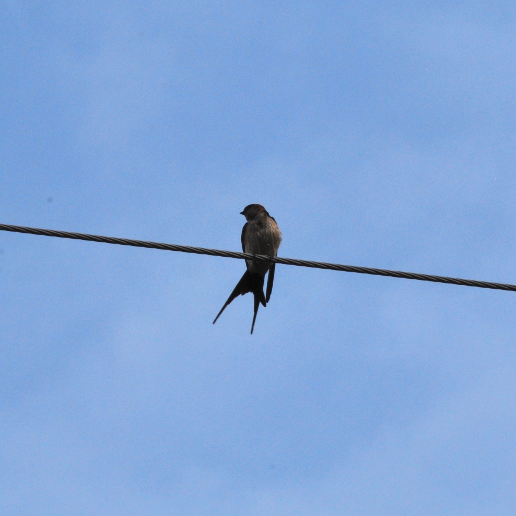 Eastern Red-rumped Swallow