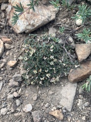Astragalus kentrophyta
