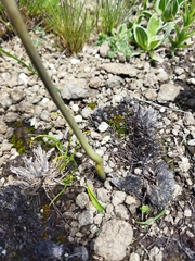 Drimia sphaerocephala
