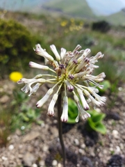 Drimia sphaerocephala