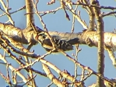 Dryobates pubescens