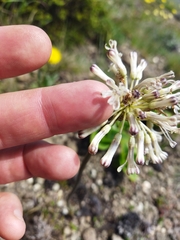 Drimia sphaerocephala