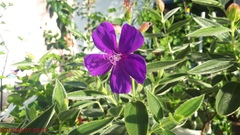 Pleroma semidecandrum