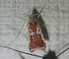 Barantola pulcherrima