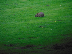 Oryctolagus cuniculus