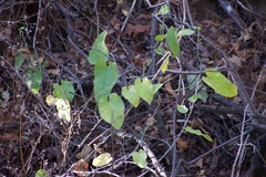 Aristolochia californica
