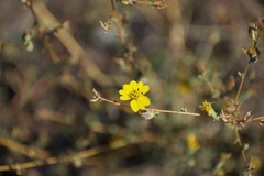 Calycadenia truncata