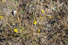 Calycadenia truncata