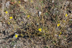 Calycadenia truncata