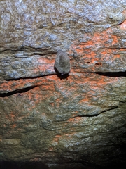 Perimyotis subflavus