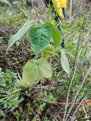 Croton