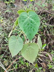 Croton