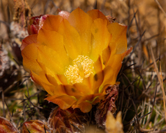Eriosyce limariensis