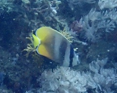 Chaetodon kleinii