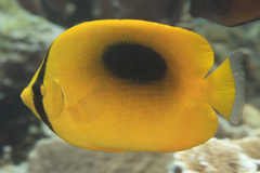 Chaetodon speculum