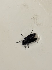 Merimna atrata