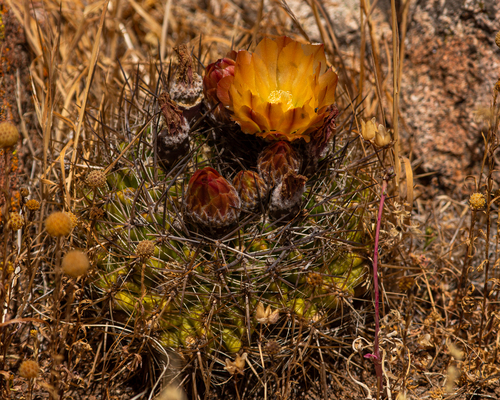 Eriosyce limariensis