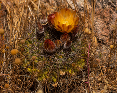 Eriosyce limariensis