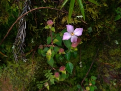 Sarcopyramis napalensis delicata