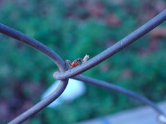 Pseudomyrmex gracilis