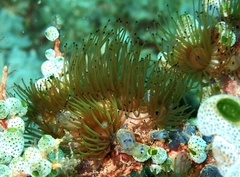 Acrozoanthus australiae