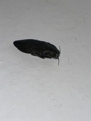Merimna atrata
