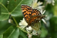 Melitaea athalia