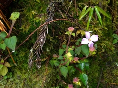 Sarcopyramis napalensis delicata